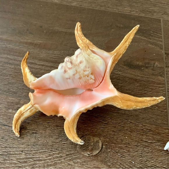 Chiragra Spider Conch Seashell - Picture 5 of 11